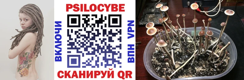 Купить  Мглин  Псилоцибиновые грибы GOLDEN TEACHER 